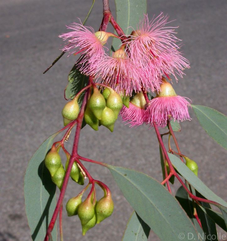 Eucalyptus sideroxylon red ironbark flowers