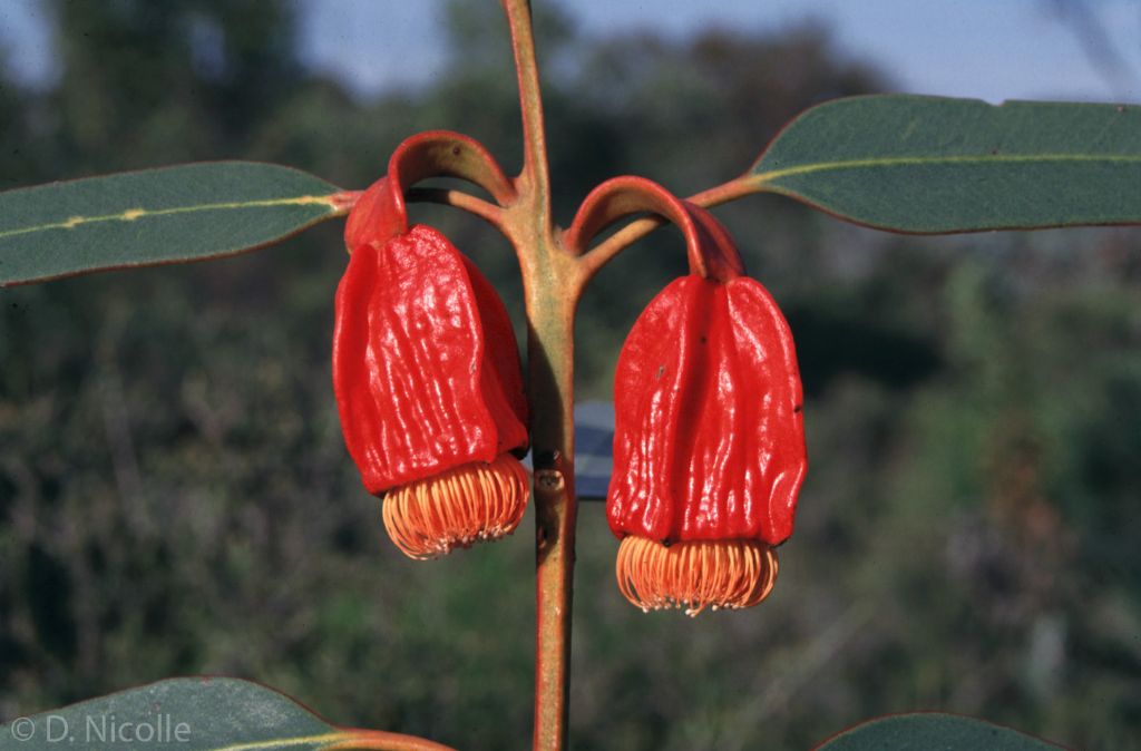 Eucalyptus x stoataptera