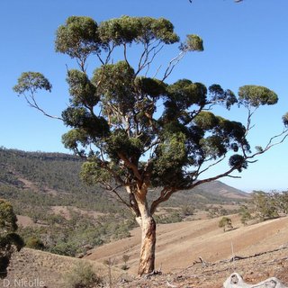 Eucalyptus cladocalyx sugar gum