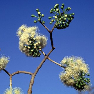 Eucalyptus confertiflora deciduous flowers