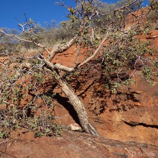 Eucalyptus deserticola Augustus