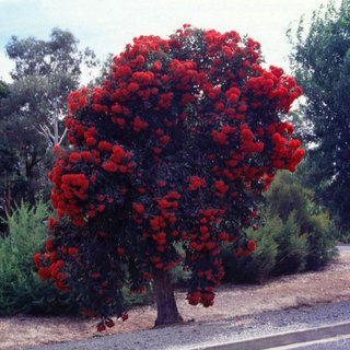Eucalyptus ficifolia red flowering gum Kersbrook tree