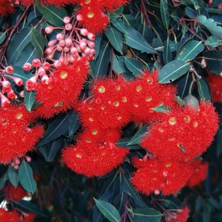 Eucalyptus ficifolia red flowering gum