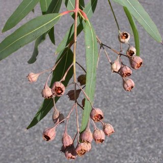 Eucalyptus florida