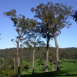 Eucalyptus gummifera red bloodwood