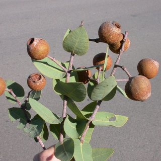 Eucalyptus setosa pedicellaris