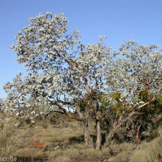 Eucalyptus wyolensis rare mallee